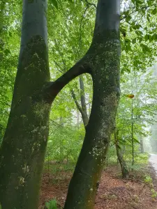 Annelies 10 Verbinding